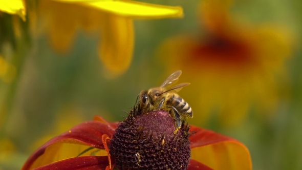 Bee Crawling On Rudbeckia Flower And Flying Away alt