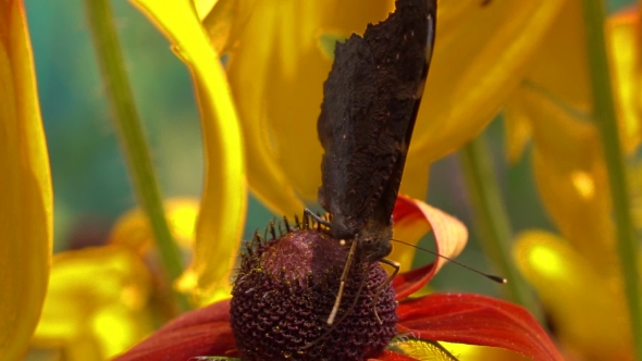 Peacock Butterfly Crawling On Yellow Coneflower And Flying Away, Super .  Video alt