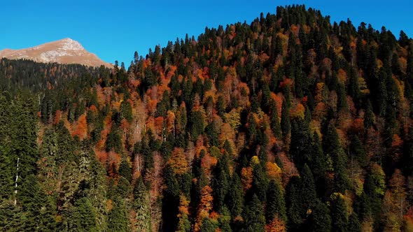 Wonderful Aerial View of the Autumn Woodland in Caucasian Range