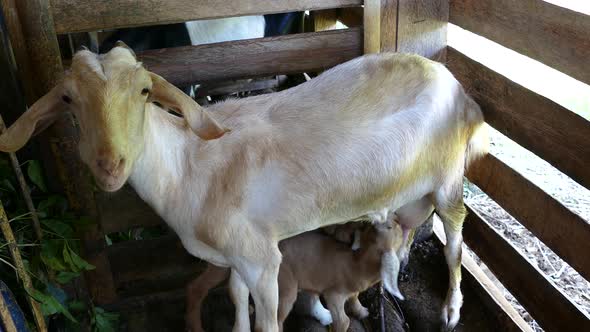 Baby goat drinking milk from his mother at a farm in the Philippines alt