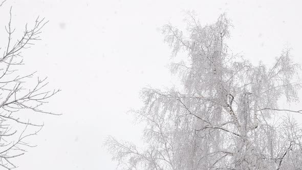 Snowfall on Winter Birch Tree Tops Background at Cloudy Day Low Angle View