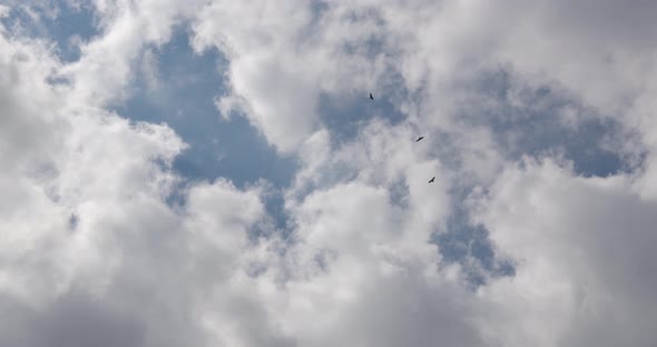 Three Falcons Circling High In The Sky Under The Clouds