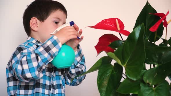 A 4Yearold Boy Cares for the Anthurium Houseplant Drinks Water with Fertilizer From a Spray Gun alt