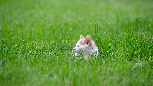 Cute Three Color Kitten