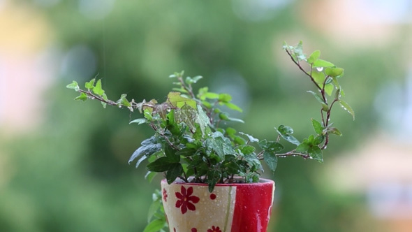 Green Plant in the Rain