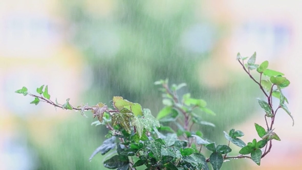 Water Drops on the Plant