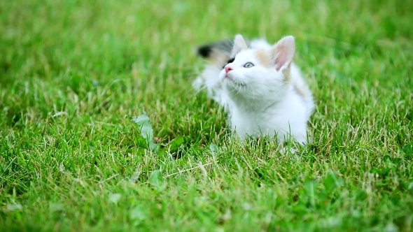 Cute Three Color Kitten