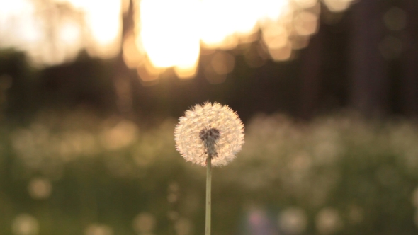 Beautiful View Of Dandelion Meadow In Sunlight