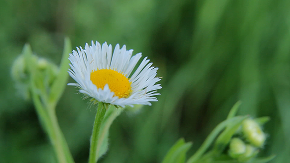 Flowers White Daisies