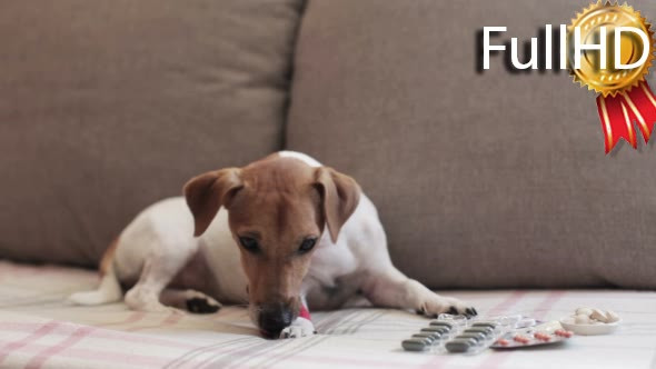 Jack Russell Dog is Sick. Sitting on the Couch alt