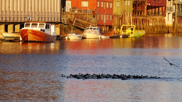 Flock Of Wild Ducks Swimming In Sea Bay In Sodermalm District Of Stockholm, Sweden alt