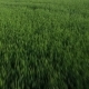 Young Wheat Sprouts - VideoHive Item for Sale