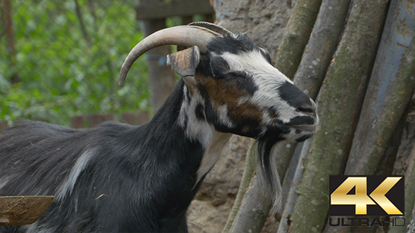 Domestic Goat alt