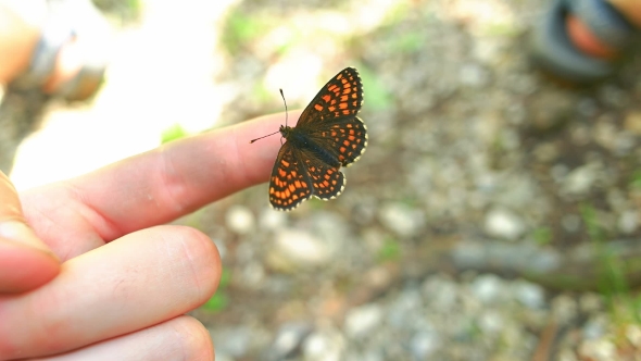 Butterfly Sitting On Mans Hand alt