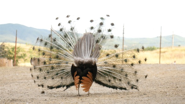 Peacock Strutting alt