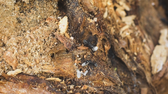 An Ant Holding An Egg alt