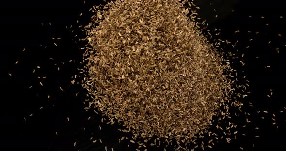 Seeds of Fennel, foeniculum vulgare Exploding against black Background, slow motion 4K alt
