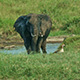 The Elephant Matriarch is Having a Mud Bath - VideoHive Item for Sale