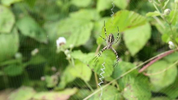 Argiope Bruennichi. Spider Lurks Prey.