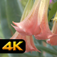 Angel Trumpet Flowers - VideoHive Item for Sale