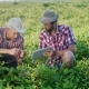 Two Agriculturist Or Botanist Studying The Plants In The Field, Using a Tablet - VideoHive Item for Sale