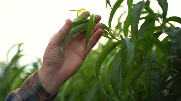 Close Up Hand of a Man Touching Peach Tree alt