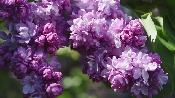Lilac Flowers Background alt