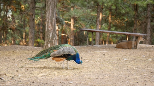 Peacock Feeding alt