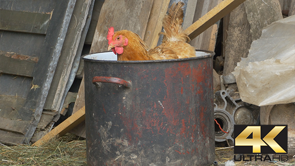Hen in a Pot at Farm alt