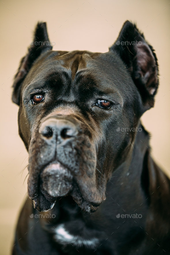 45 Cane Corso Black Price Photo Bleumoonproductions