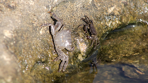 Crabs on the Beach