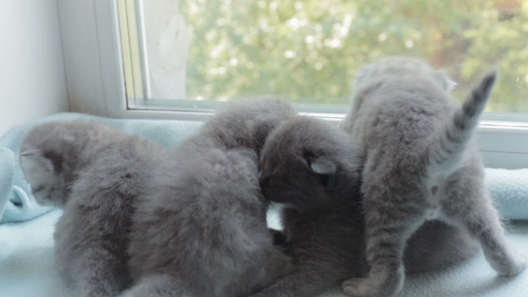 Blotched Tabby Kittens Breed Scottish Fold.