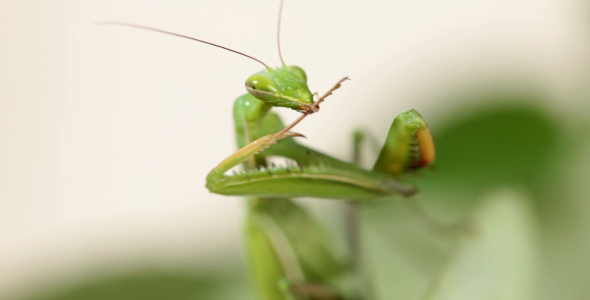 The Mantis Is Common On The Leaves Of Plants 2