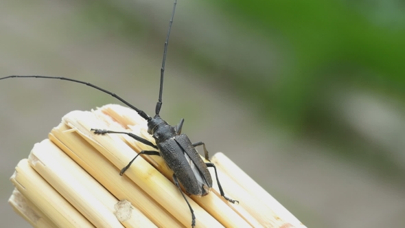 Great Capricorn Beetle (Cerambyx Cerdo) alt