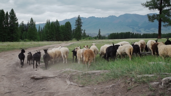 Countryside With Sheep. Landscape Mountain.
