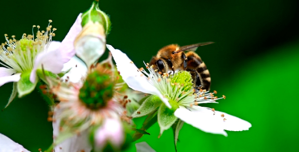 Bee on flower 04