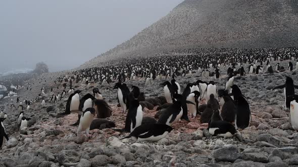 Adelie Penguins on the Nest in Antarctica