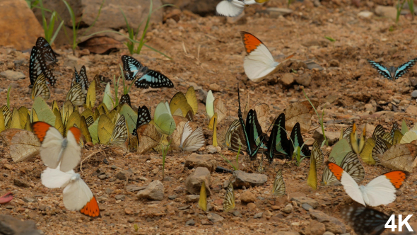 Butterflies Flying alt