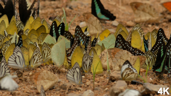 Butterfly Flying alt