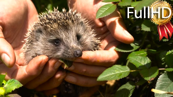 Young Hedgehog in the Hands of Women alt