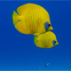 Beautiful Underwater Tropical Fish Butterflyfish - VideoHive Item for Sale