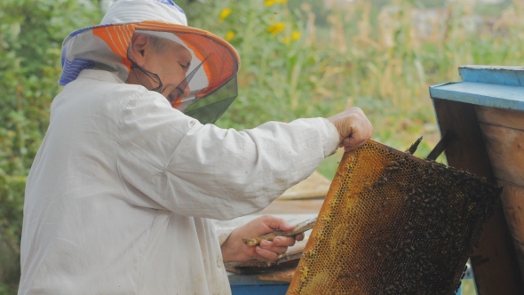 Bees On Honeycomb. Honey Harvest. Beekeeper Lady Gently Removes Bees From The Frame. alt