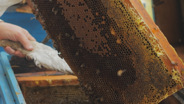 Bees On Honeycomb. Honey Harvest. Beekeeper Lady Gently Removes Bees From The Frame. alt
