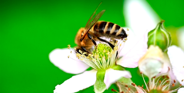 Bee on flower 03