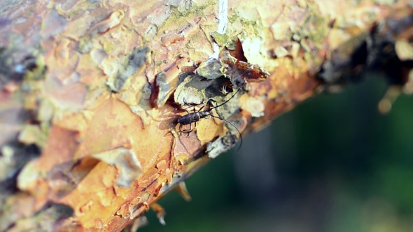 View Of Black Bug With Long Antenna Moving On Bark Of Tree. Summer Sunny Day. Insect. Nature alt