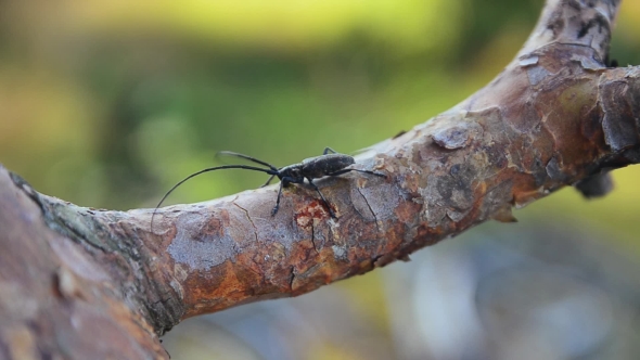 Black Bug Sitting On Bark Of Tree alt