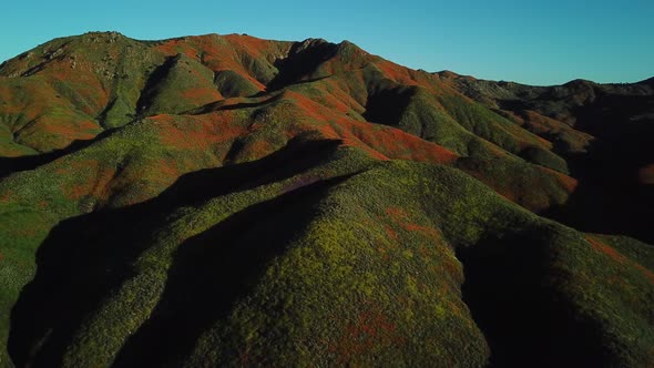 Hills of Lake Elsinore with Wild Poppies in Vivid Orange alt