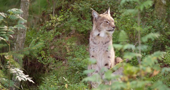 Closeup of Lynx Sitting in Forest Looking for Prey or Enemies