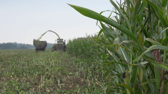 Ripe Corn Cob Plants And Blurred Combine Harvester Harvest Farm Plantation. 