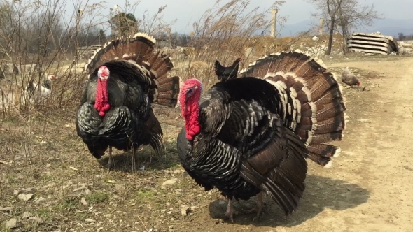 Large Black Turkeys, With Feathers alt
